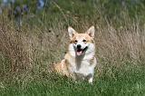 CORGI PEMBROKE 356